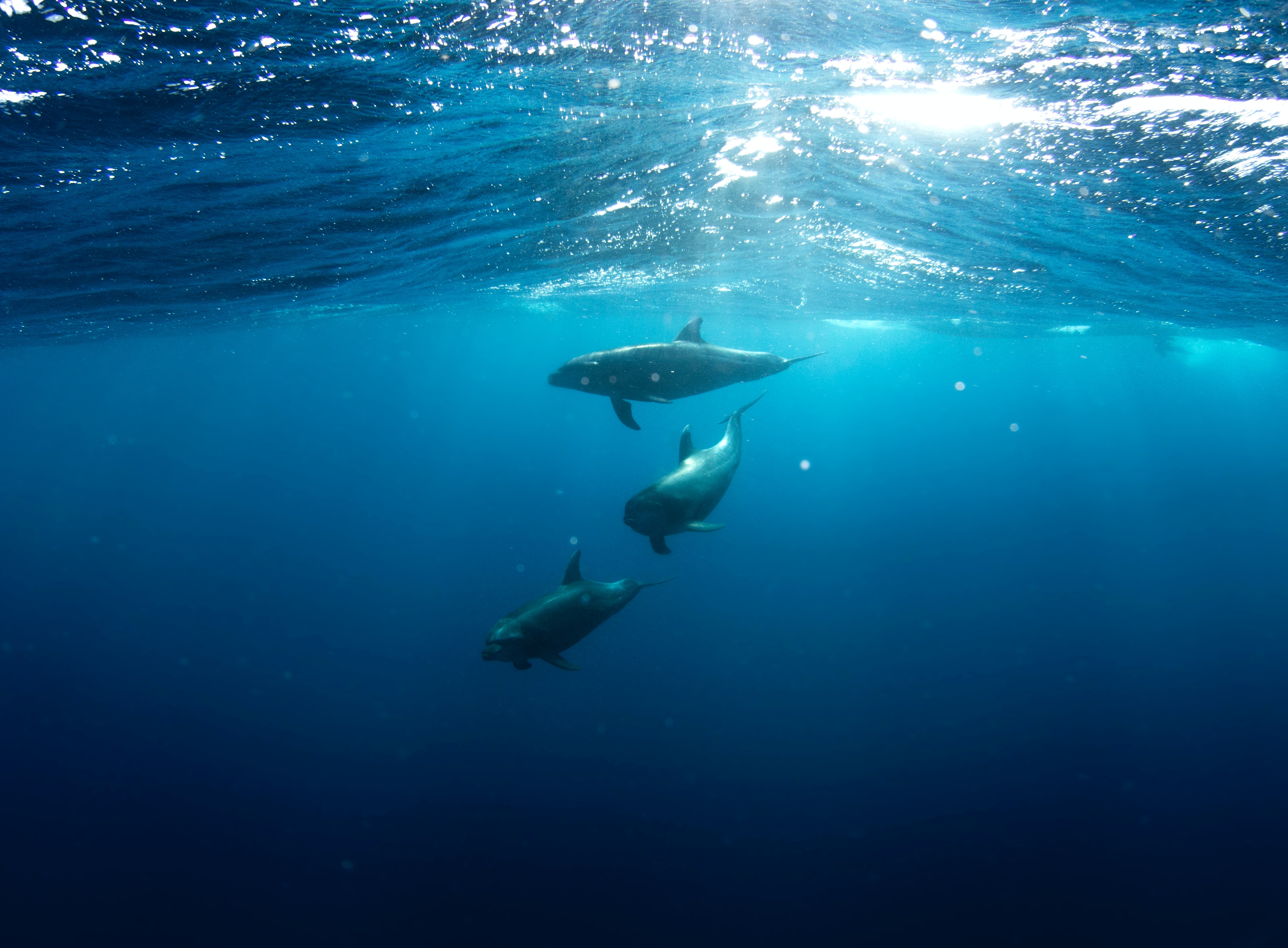 immagine principale di balene sott'acqua